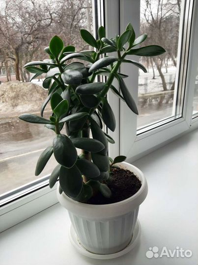 Спатифиллум цветущий, Толстянка, дерево счастья