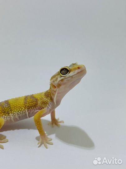 Пятнистый эублефар (леопардовый геккон)