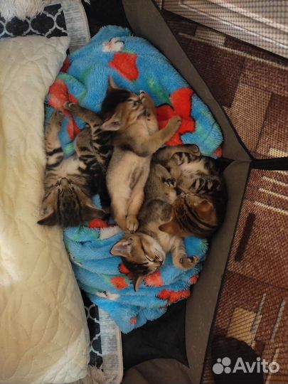 Котята