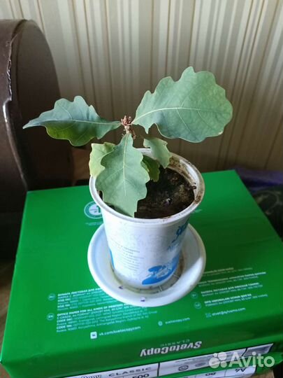 Саженцы дубков двухголовых