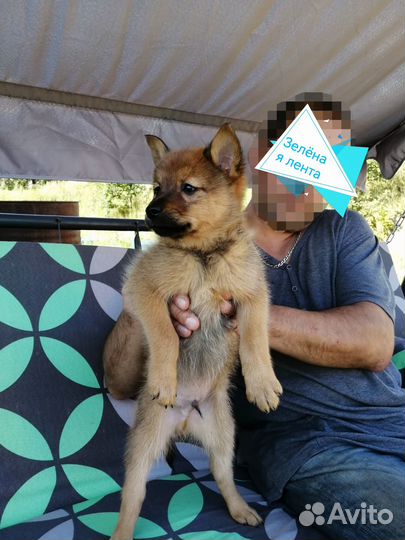 Карело финская лайка. Щенки