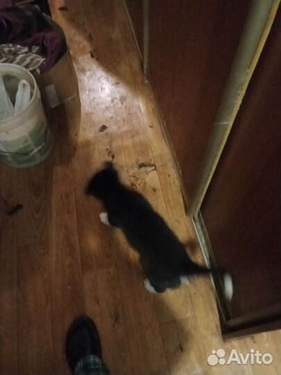 Раздам щенков