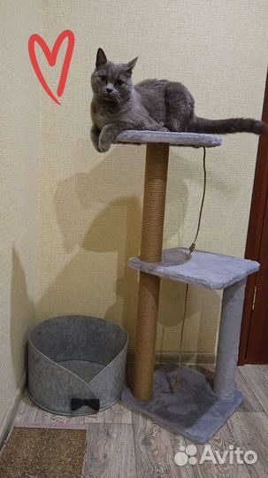 Котик наполовину британец