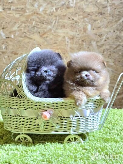 Померанский шпиц