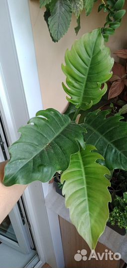 Коллекционные ароидные