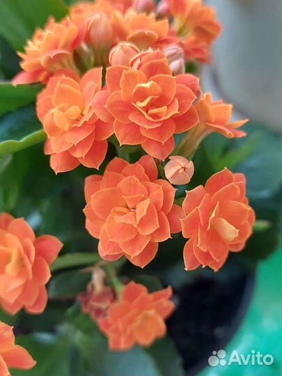 Каланхоэ саженцы в горшках