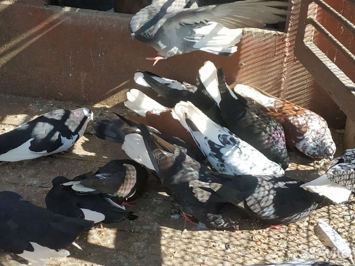 Голуби бабочки