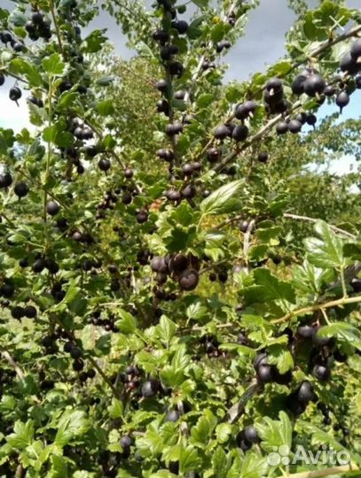 Смородина(гибрид), двухлетка