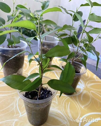 Фикус бенджамина