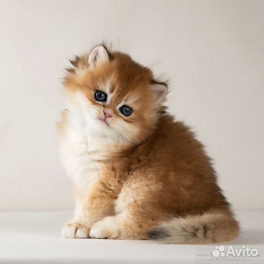 Золотые британские длинношерстные шиншиллы