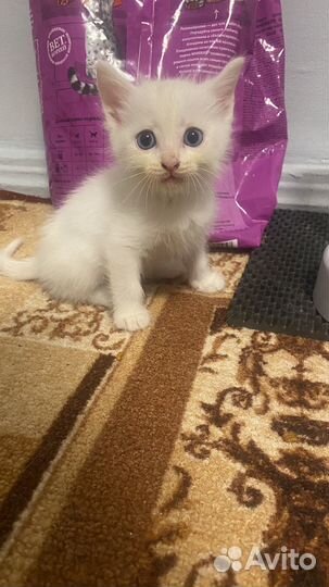 Аббисинские котята бесплатно