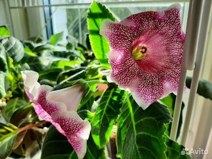 Комнатные растения,Фиалочки,Глоксинии,Пеларгония