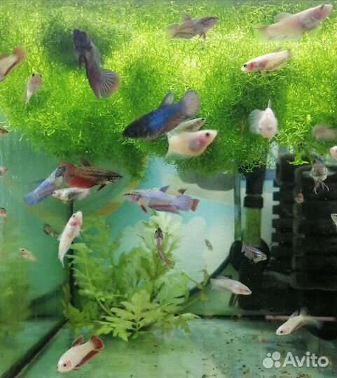 Рыбки. Растения. Креветки. Улитки