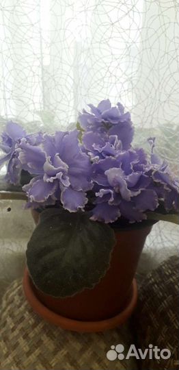 Детки сортовых фиалок