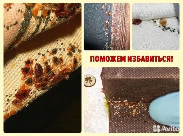 Уничтожение, избавим от клопов,тараканови запахов