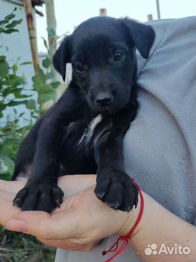 Щенок девочка в добрые руки