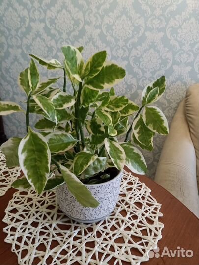 Продам педилантус