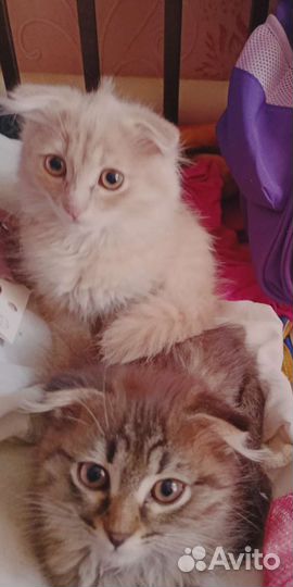 Вислоухая кошечка