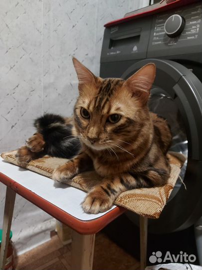 Бенгальский кот