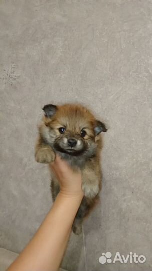 Щенки шпица