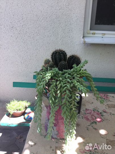 Композиция с кактусами и суккулентами, суккуленты