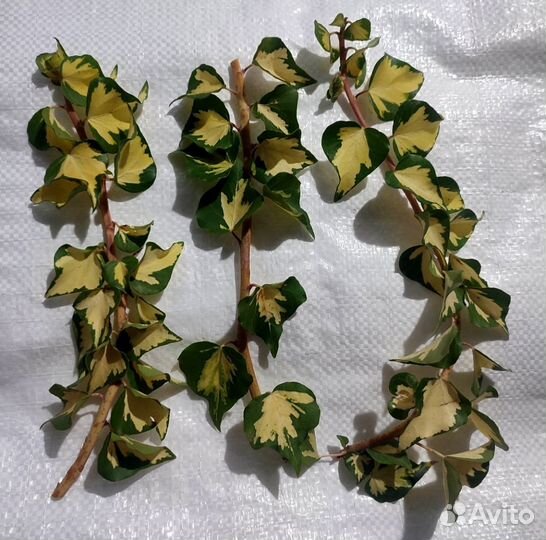 Срезы, черенки сортовых плющей