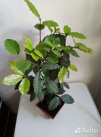 Лавр благородный