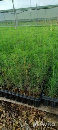 Саженцы ели зкс