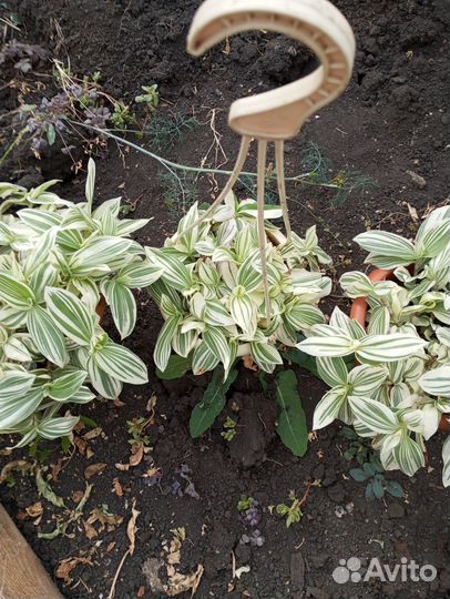 Традесканция белая