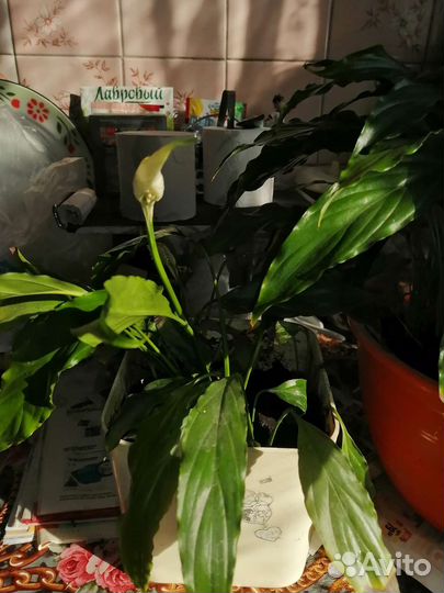 Спатифиллум женское счастье