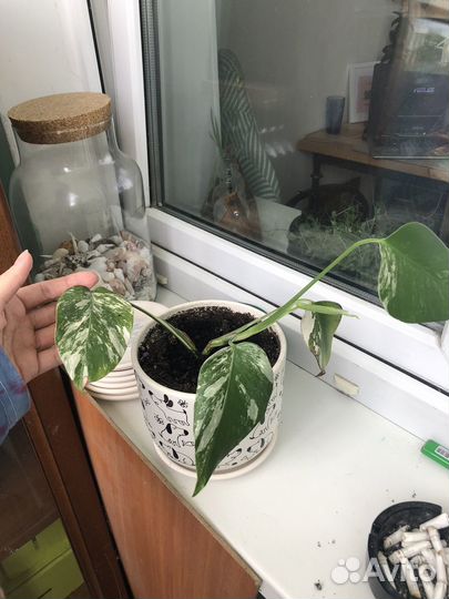 Монстера альба