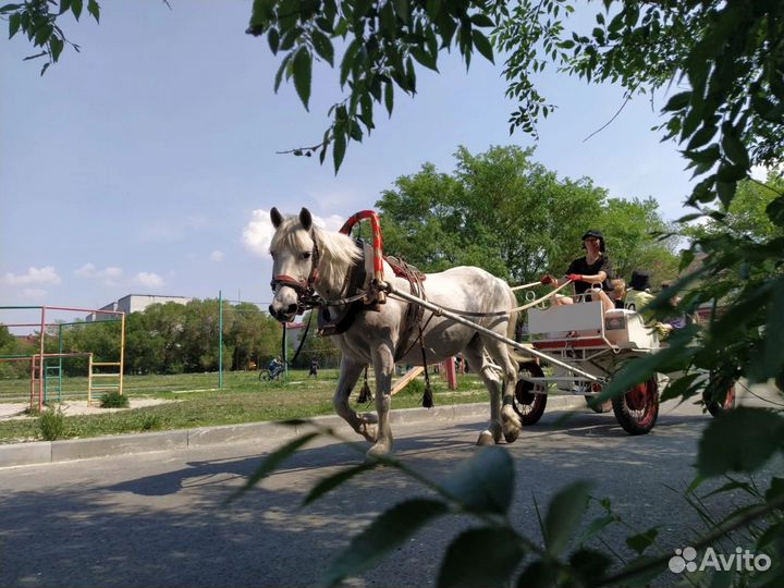 Лошади, лошадь