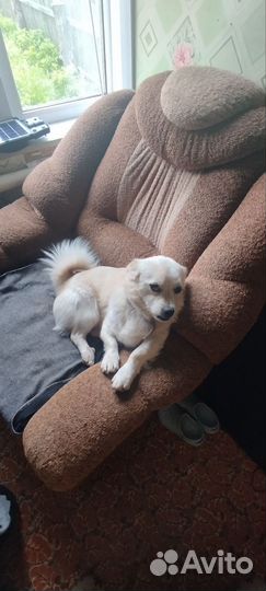 Дружок-звонок