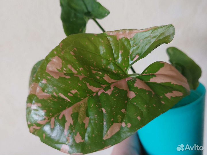 Сингониум Панда, Сплеш, Ред Хард