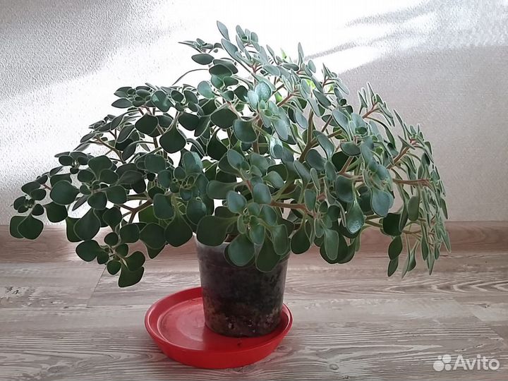 Комнатные цветы