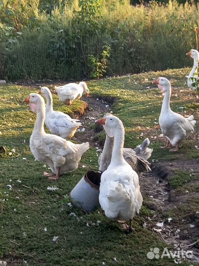 Продаются Гуси