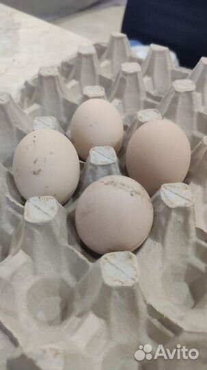 Инкубационное яйцо