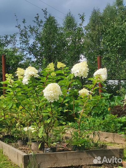 Гортензия метельчатая