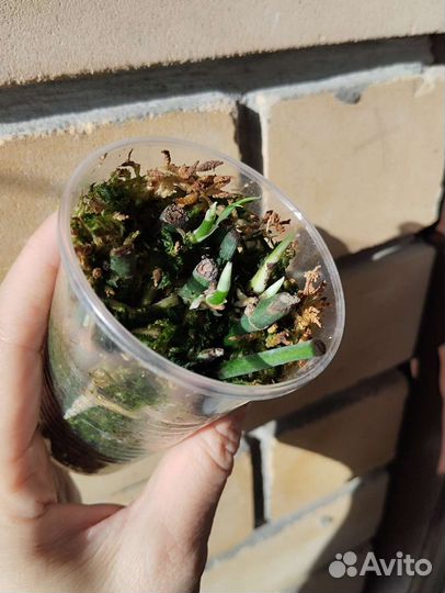 Амидриум Silver