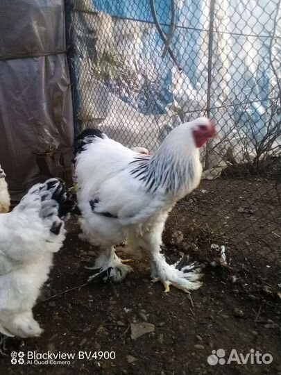 Яйца, фото родителей, настоящие фото