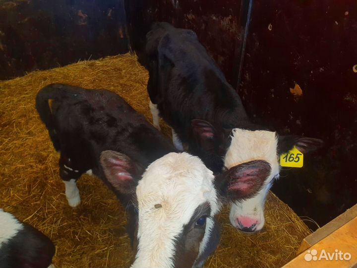 Телята с бесплатной доставкой