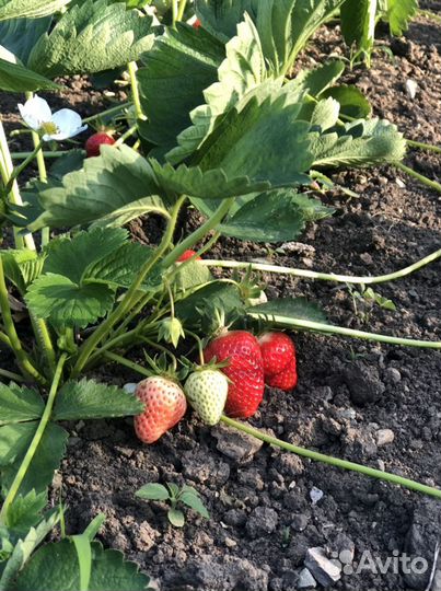 Рассада клубники Клери