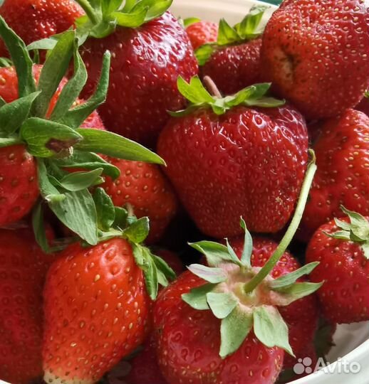 Саженцы (рассада) клубники