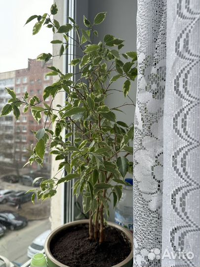 Фикус бенджамина росток