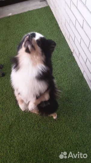 Шпиц Немецкий малый вязка