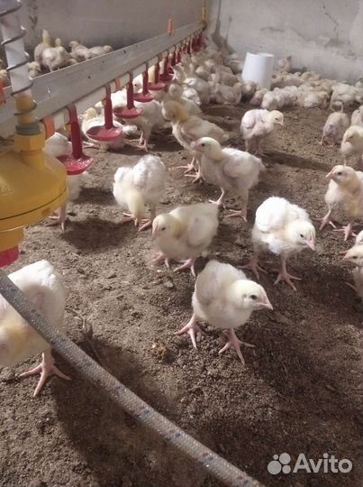 Подрощеный бройлер