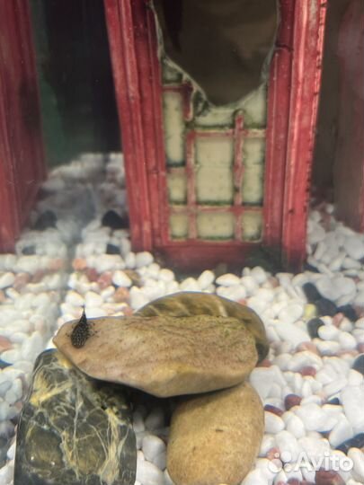 Аквариумные рыбки сомики