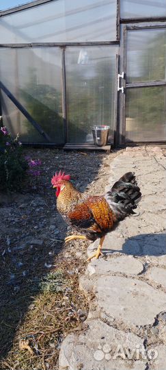 Молодые петухи