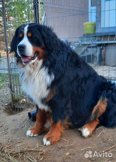 Бернский зенненхунд