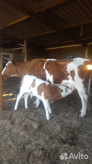 Молодняк телята